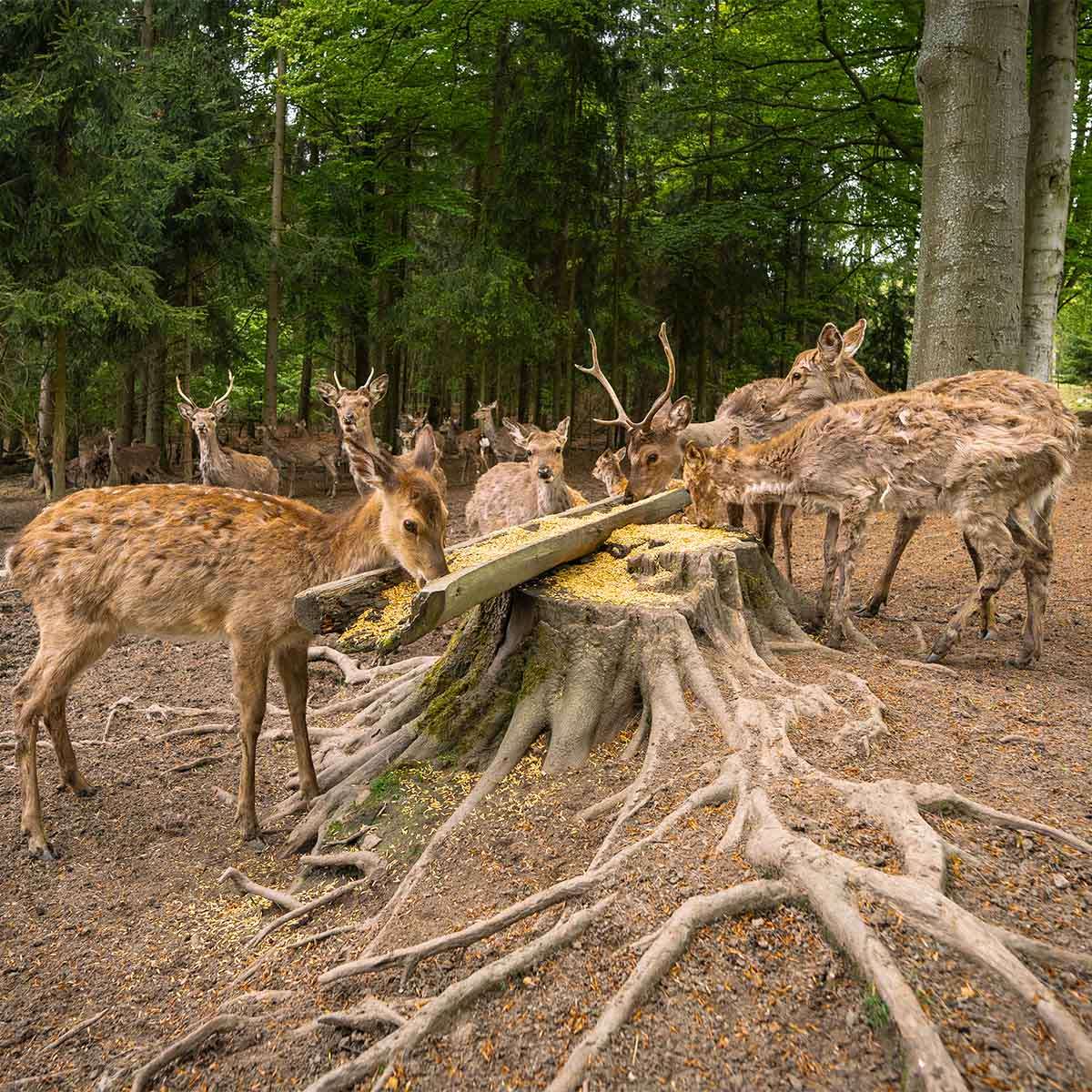 Obora svatý Linhart (Karlovy Vary)