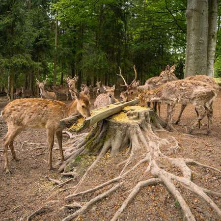 Obora svatý Linhart (Karlovy Vary)