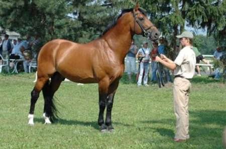 Hřebčín Albertovec