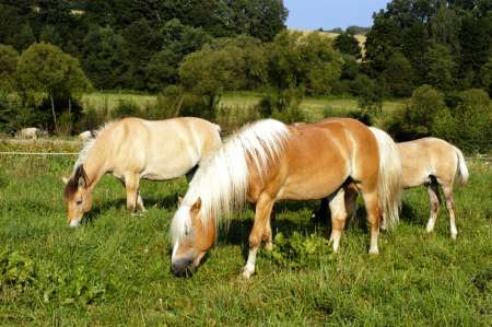 Ranč U Zelené sedmy