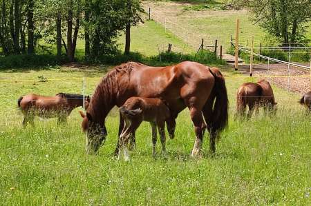 Ranč Šťastná hvězda