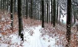 AC Ludvíkov KOLIBA - Sedlová bouda - Karlova Studánka